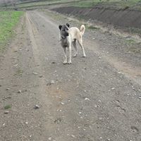 Bismil Çeltikli Köyü Resimleri 6