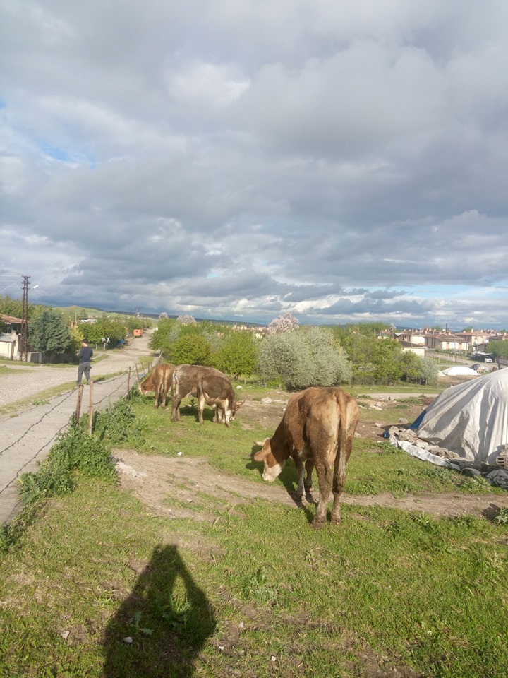 Bismil Çeltikli Köyü Resimleri 7