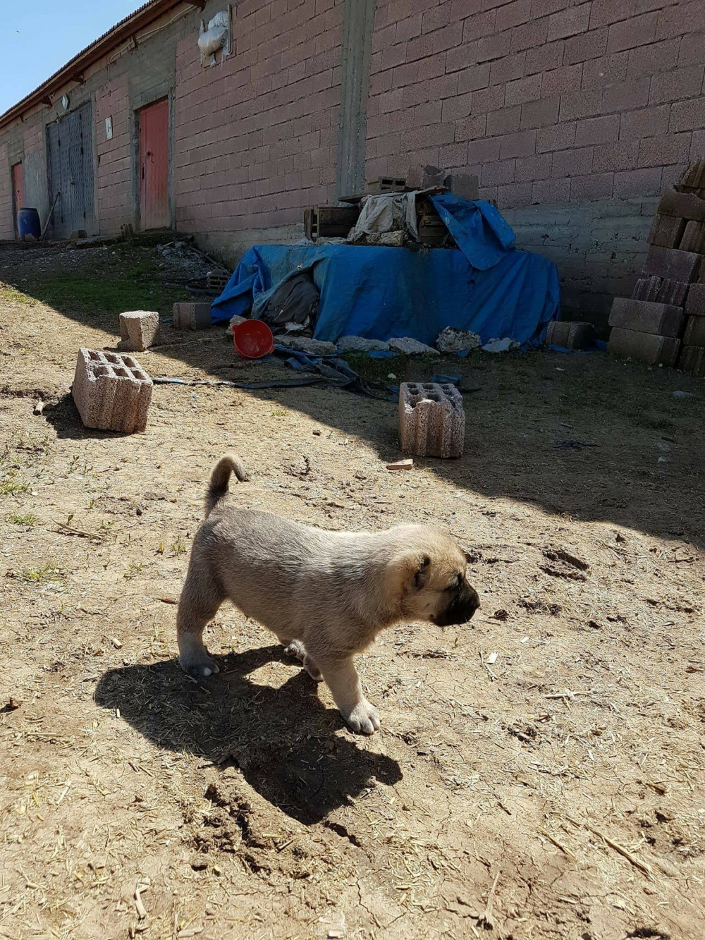 Bismil Çeltikli Köyü Resimleri 8