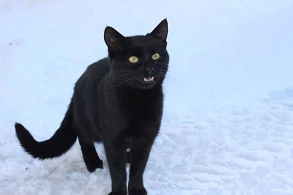 Vakfıkebir Sekmenli Köyü Resimleri 11