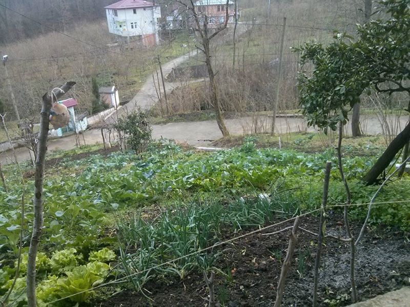 Vakfıkebir Sekmenli Köyü Resimleri 19