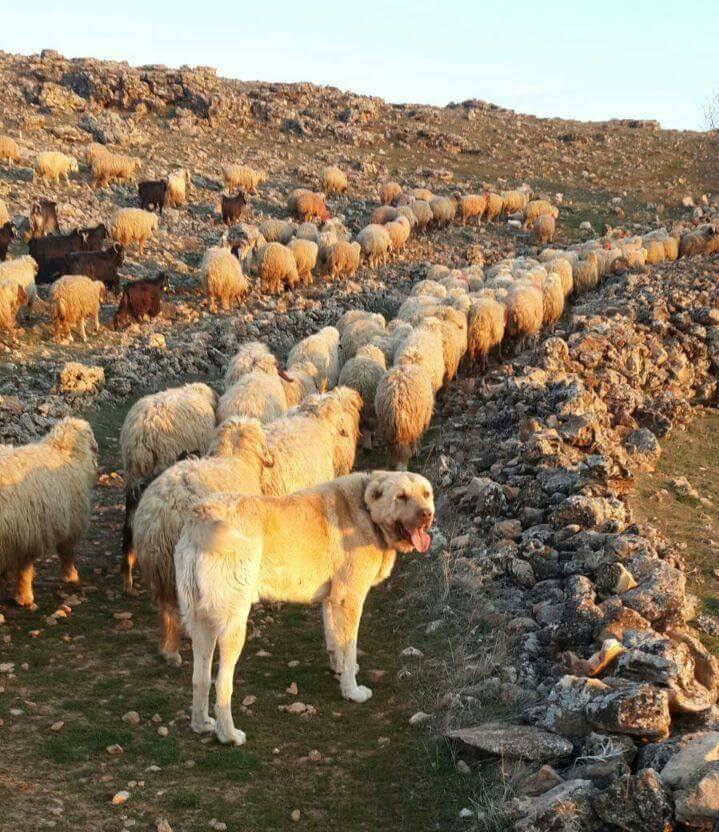 Bismil Göksu Köyü Resimleri 3