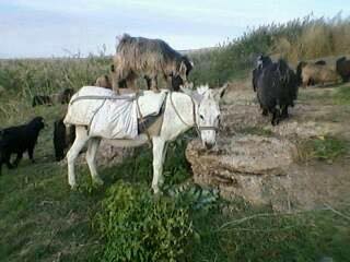 Bismil Göksu Köyü Resimleri 4