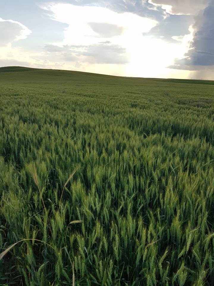 Bismil Gültepe Köyü Resimleri 3
