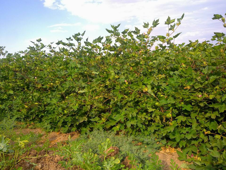 Bismil Harmanlı Köyü Resimleri 3