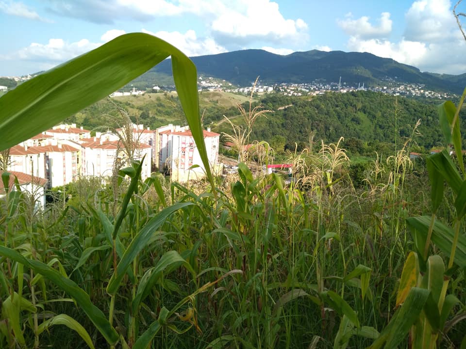 Başiskele Havuzlubahçe Köyü Resimleri 6