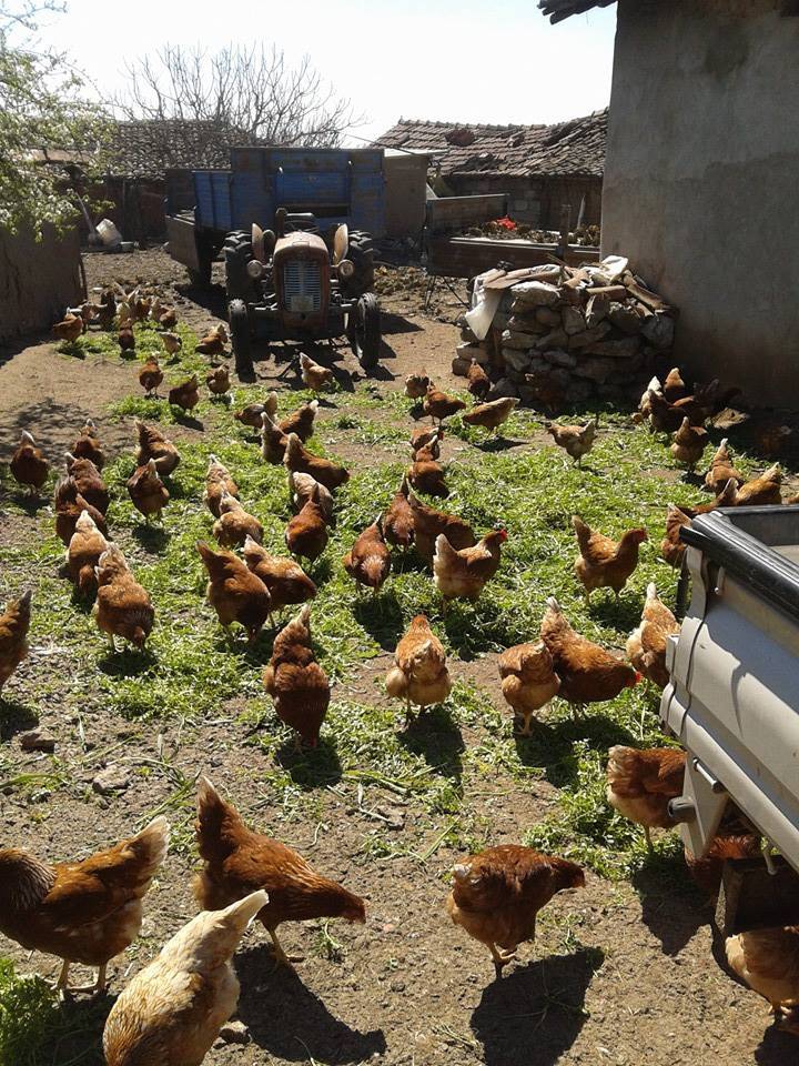 Başiskele Karşıyaka Köyü Resimleri 5