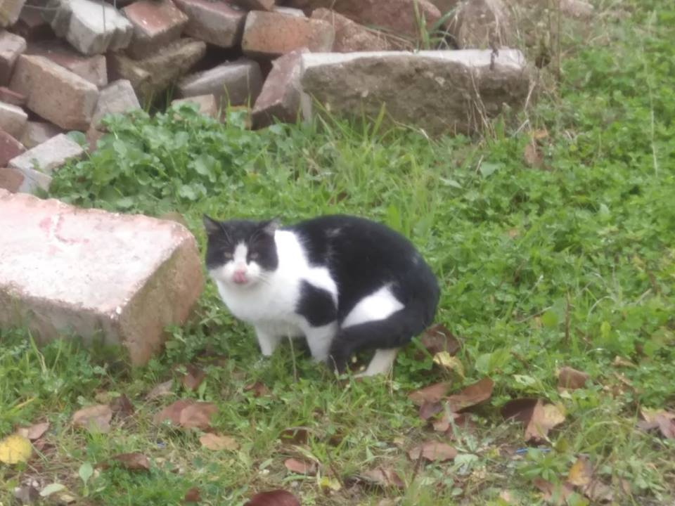 Başiskele Kılıçarslan Köyü Resimleri 9