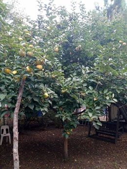 Başiskele Sepetlipınar Köyü Resimleri 4