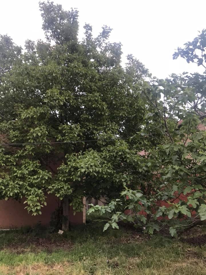 Başiskele Sepetlipınar Köyü Resimleri 5