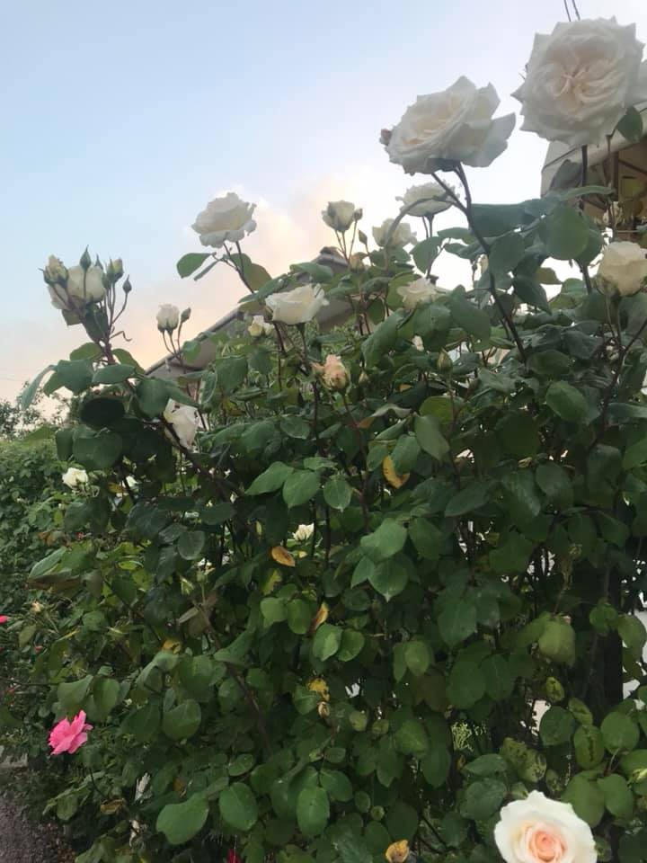 Başiskele Sepetlipınar Köyü Resimleri 7