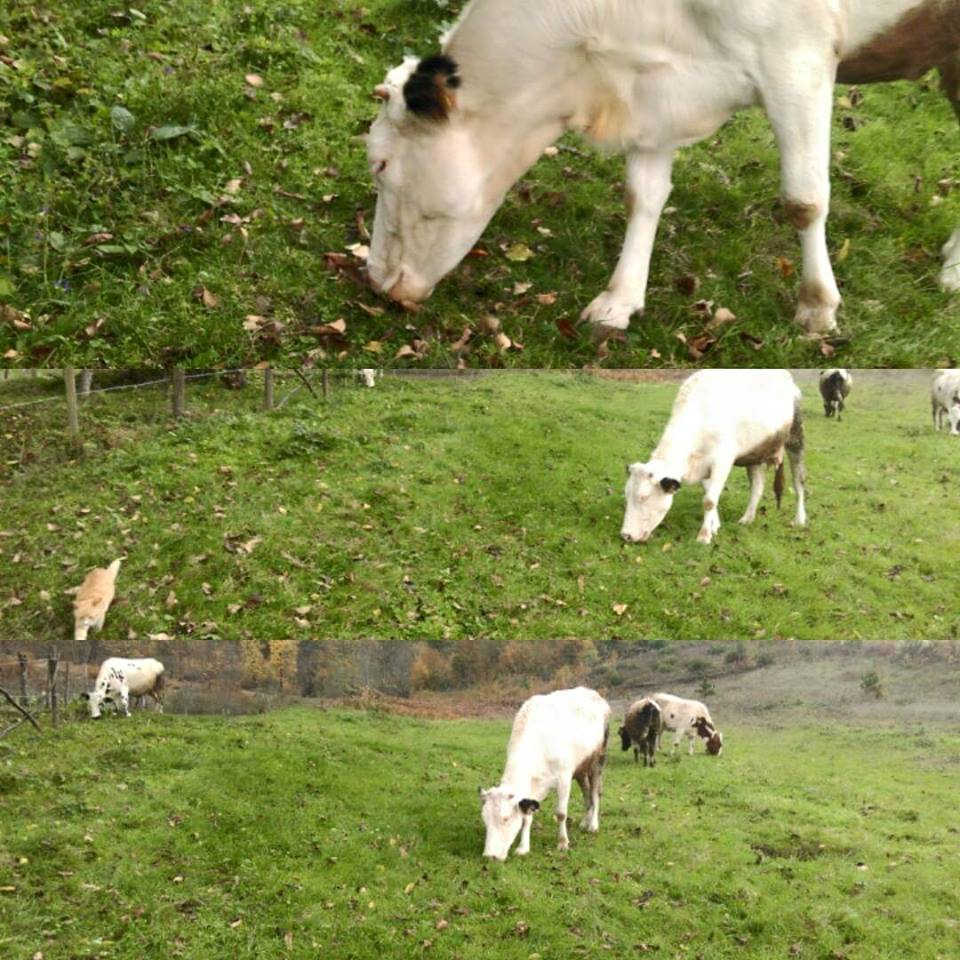 Başiskele Serindere Köyü Resimleri 3