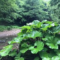 Başiskele Servetiyecemi Köyü Resimleri 29