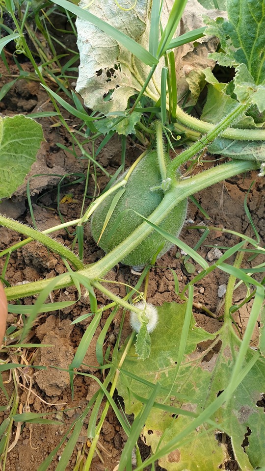 Başiskele Seymen Köyü Resimleri 5