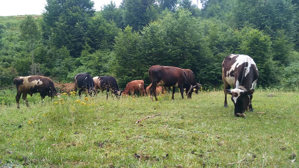 Başiskele Tepecik Köyü Resimleri 12