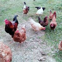 Başiskele Tepecik Köyü Resimleri 16