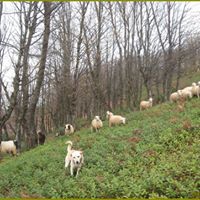 Başiskele Tepecik Köyü Resimleri 2