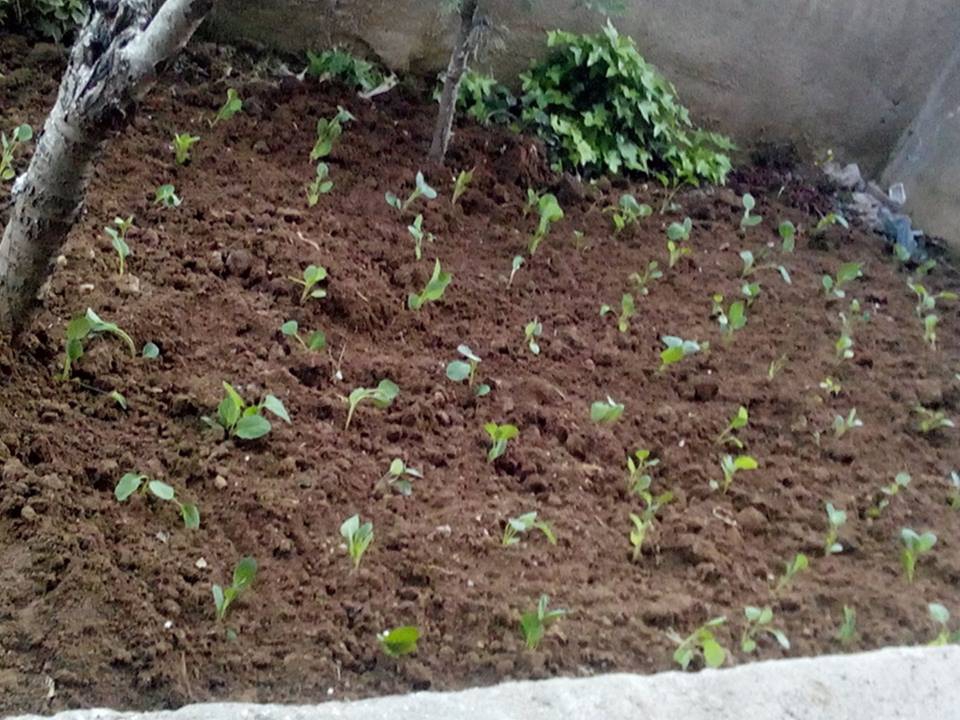 Çayırova Atatürk Köyü Resimleri 2