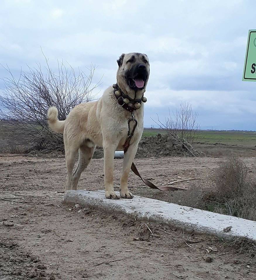 Akıncılar Kılıç Köyü Resimleri 10