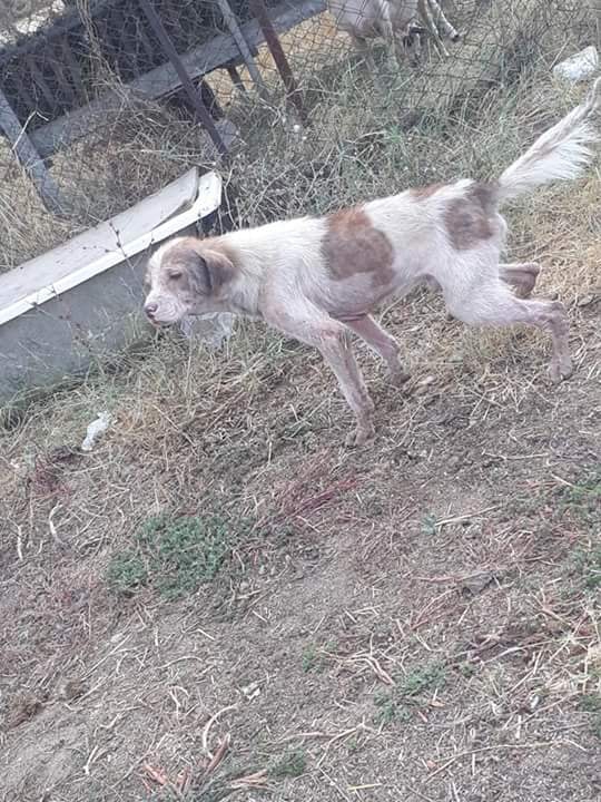 Babaeski Katranca Köyü Resimleri 11