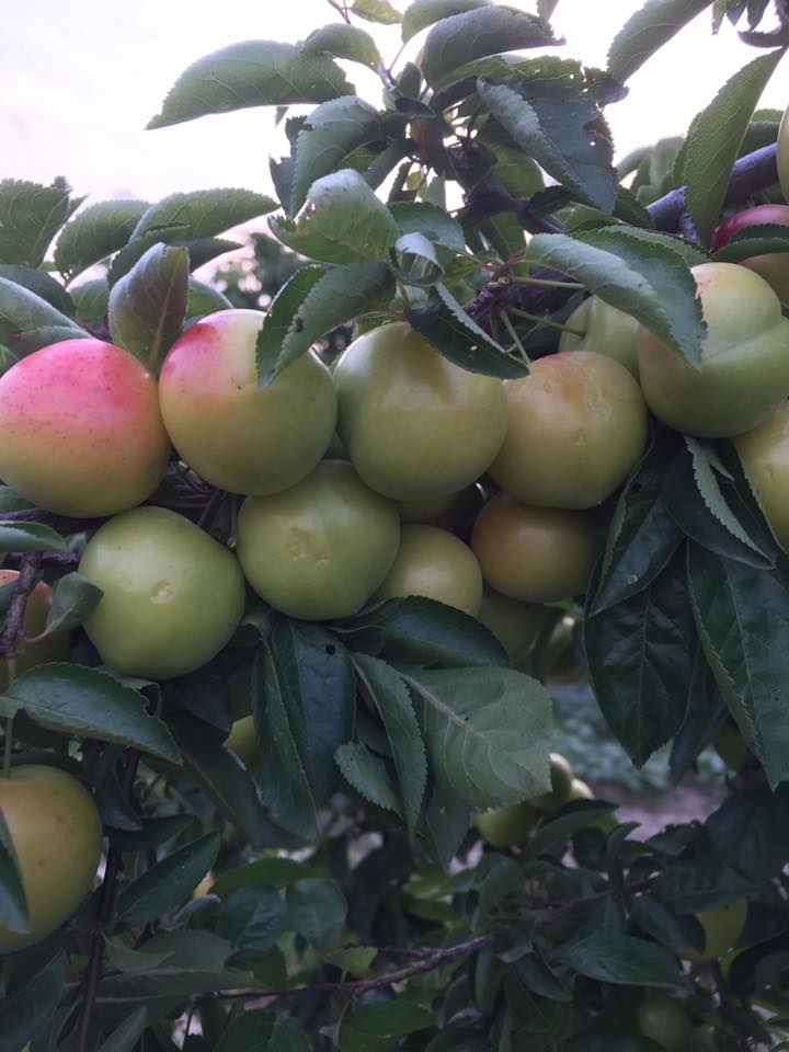 Babaeski Katranca Köyü Resimleri 5