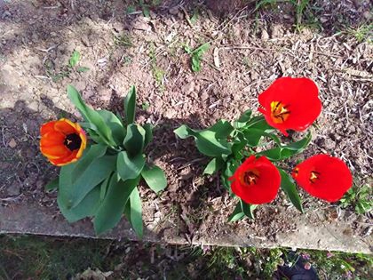 Babaeski Katranca Köyü Resimleri 8