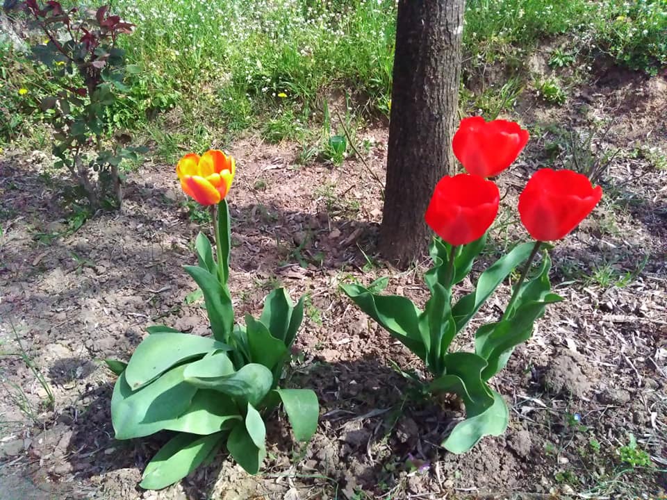 Babaeski Katranca Köyü Resimleri 9