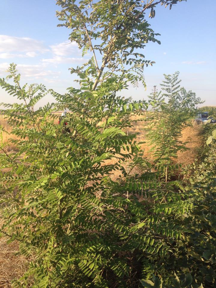 Bismil Meydanlık Köyü Resimleri 2