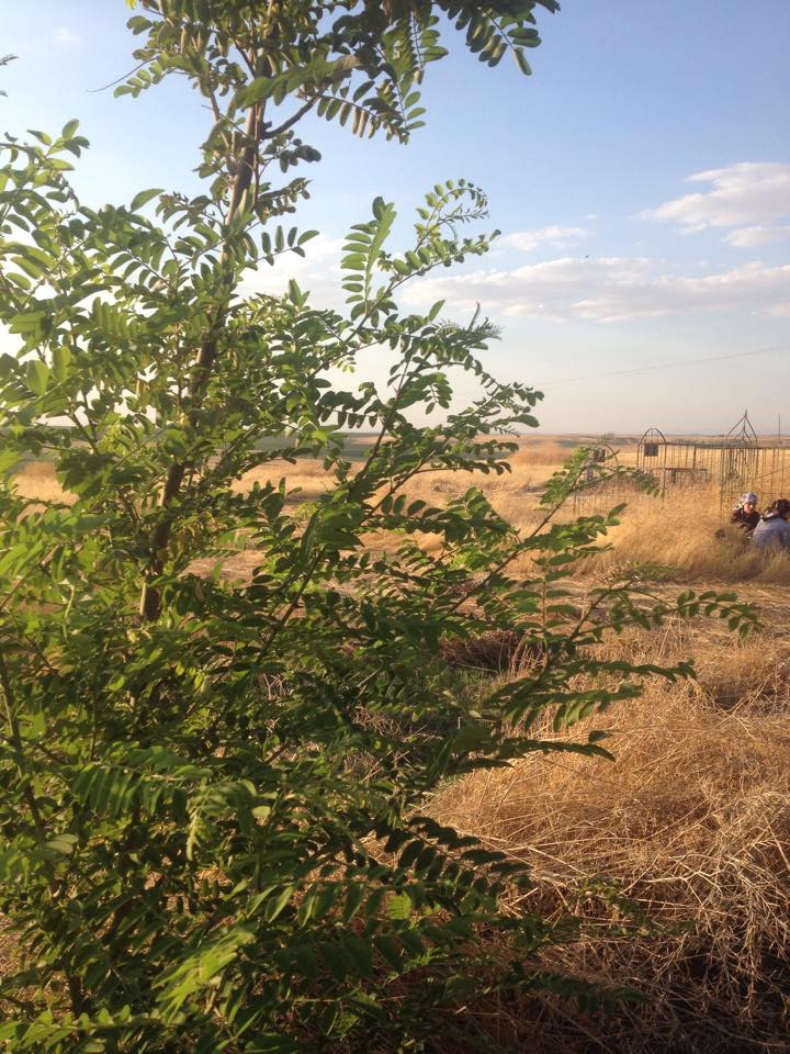 Bismil Meydanlık Köyü Resimleri 3