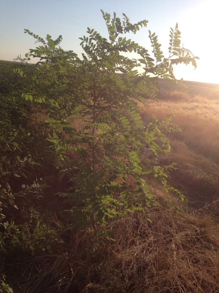 Bismil Meydanlık Köyü Resimleri 4