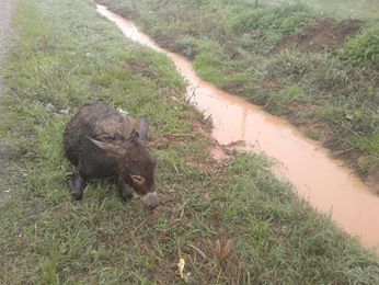 Bismil Obalı Köyü Resimleri 1