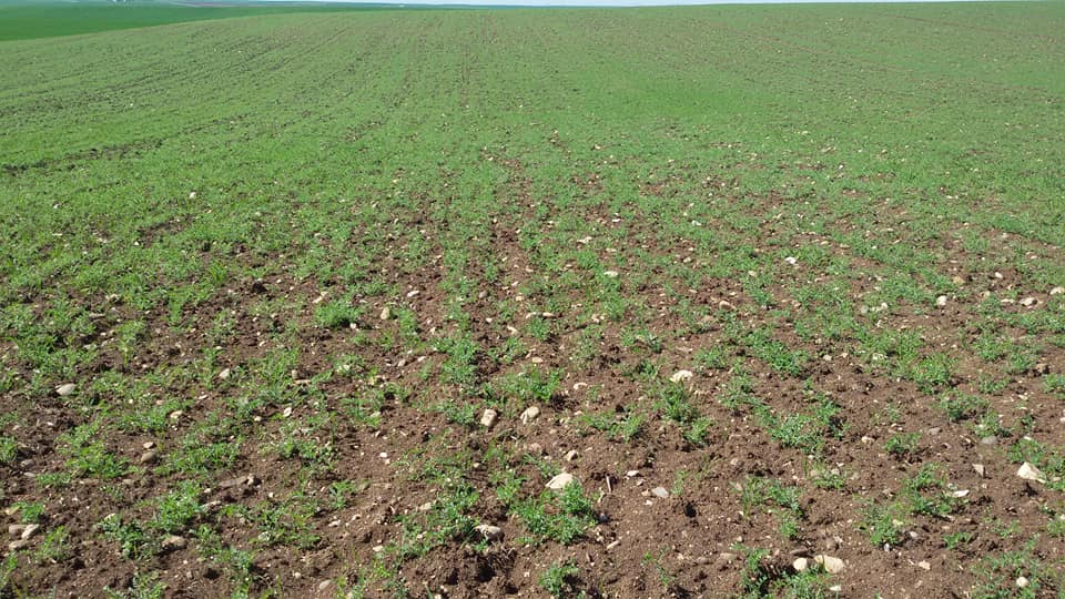 Bismil Oğuzlar Köyü Resimleri 2