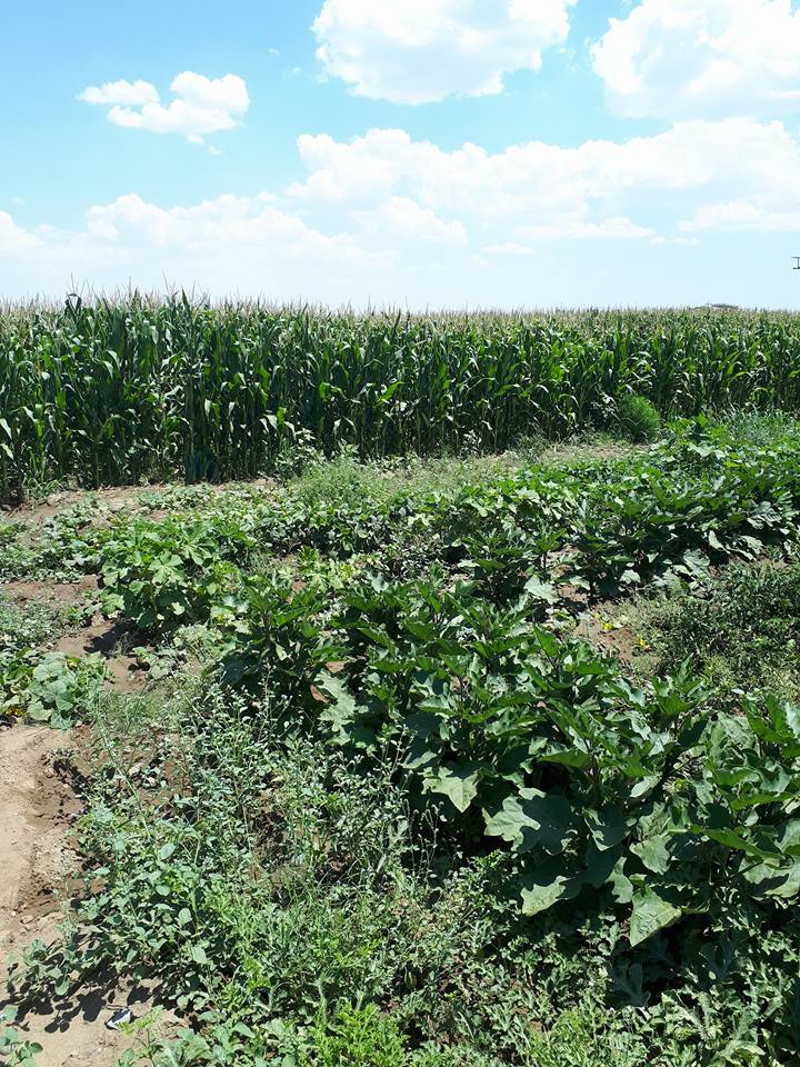 Bismil Sarıtoprak Köyü Resimleri 10