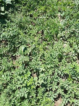 Bismil Sarıtoprak Köyü Resimleri 9