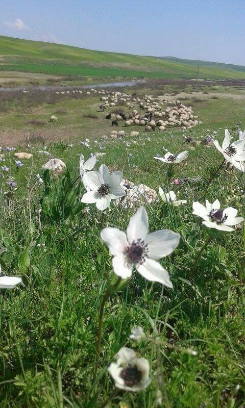Bismil Seki Köyü Resimleri 1