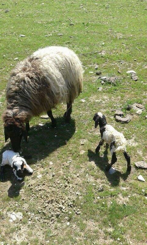 Bismil Seki Köyü Resimleri 2