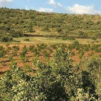 Bismil Topraklı Köyü Resimleri 1