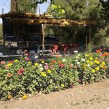 Bismil Üçtepe Köyü Resimleri 4