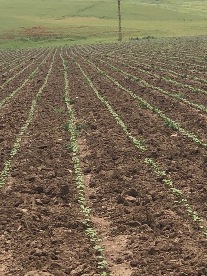 Bismil Üçtepe Köyü Resimleri 5