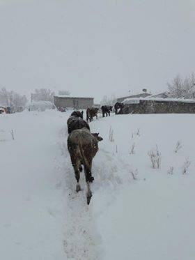 Bulanık Akçaarmut Köyü Resimleri 4