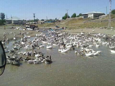 Bulanık Balotu Köyü Resimleri 6