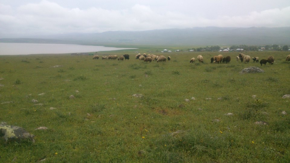 Bulanık Gölyanı Köyü Resimleri 2