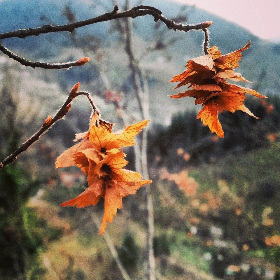 Yomra İkisu Köyü Resimleri 20