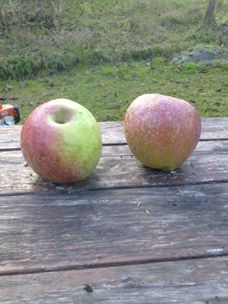 Yomra İkisu Köyü Resimleri 3