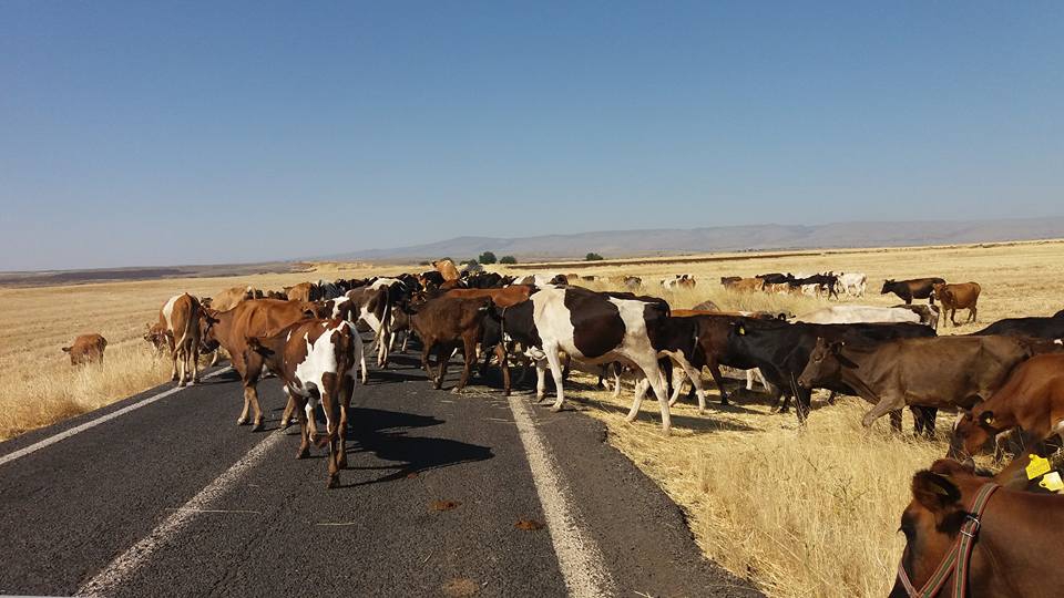 Bağlar Karahan Köyü Resimleri 4
