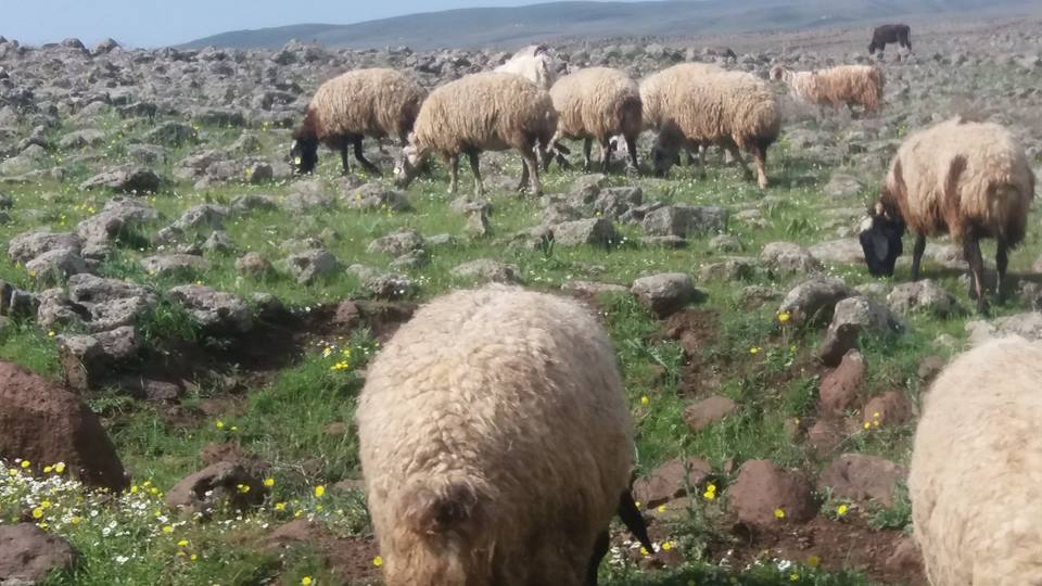 Bağlar Kırkkoyun Köyü Resimleri 1