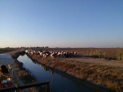 Adana Karataş Çimeli Köyü Resimleri 10