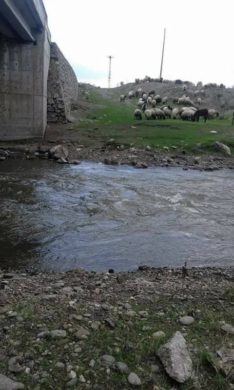 Hasköy Sarıbahçe  Köyü Resimleri 7