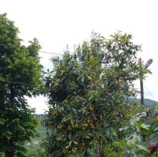 Yomra Yenice Köyü Resimleri 1