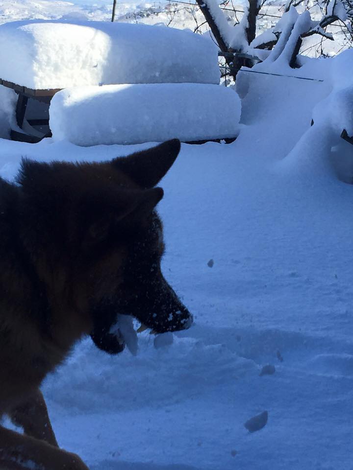 Yomra Yenice Köyü Resimleri 10